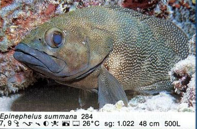 Epinephelus summana